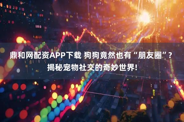 鼎和网配资APP下载 狗狗竟然也有“朋友圈”? 揭秘宠物社交的奇妙世界!