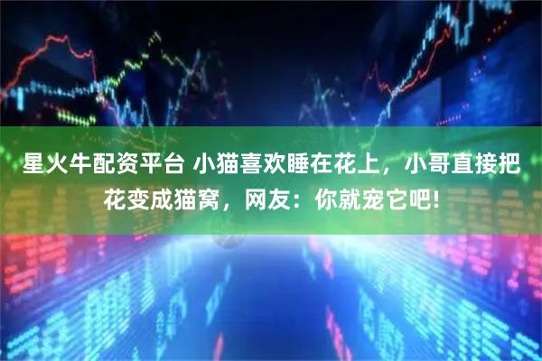 星火牛配资平台 小猫喜欢睡在花上，小哥直接把花变成猫窝，网友：你就宠它吧!