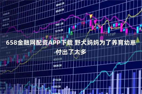 658金融网配资APP下载 野犬妈妈为了养育幼崽付出了太多